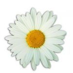 A blooming daisy