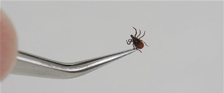 A very small tick being held in foreceps
